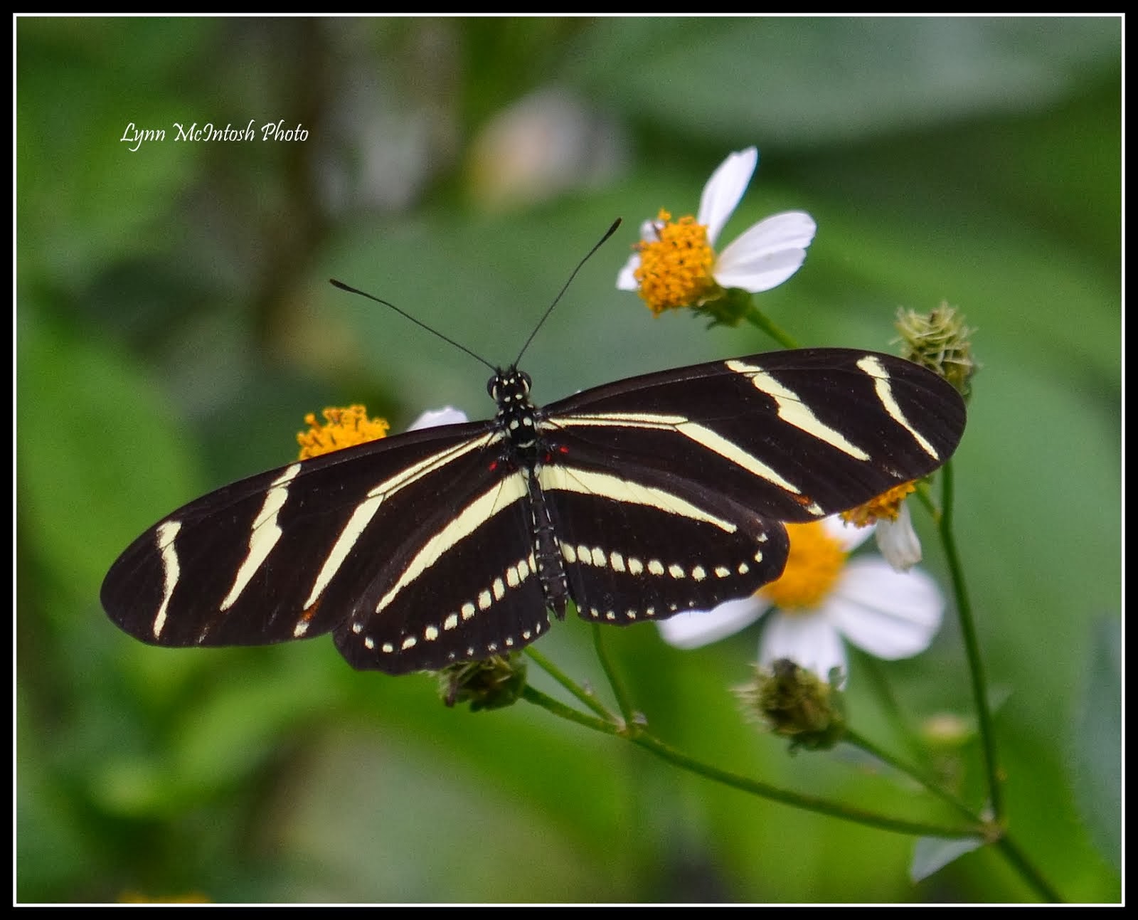 Zebra Longwing