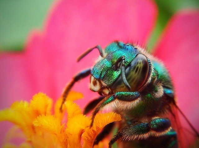 BEE-autiful BEES! Blue, Purple Green and Metallic, learn MORE about bee types today