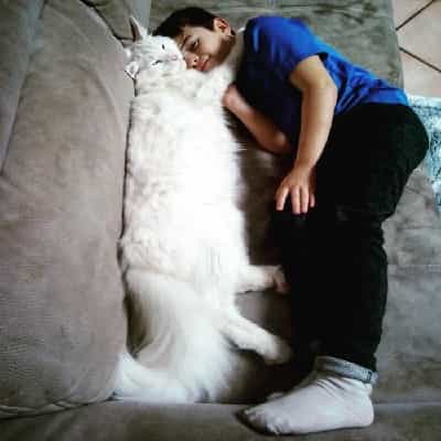 20 lengthy cats whose bodies seem to extend to infinity and also past