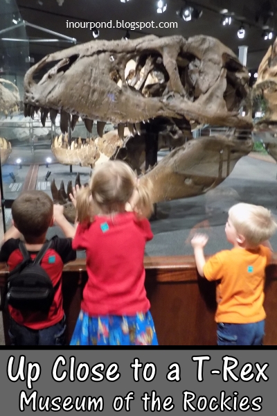 Family-Friendly Attractions- Museum of the Rockies in Bozeman, MT from In Our Pond #museumwithkids #travelwithkids #roadtrip #travel #montana #montanawithkids #kidfriendly #roadtripwithkids #dinosaurs #dinosaurmuseum