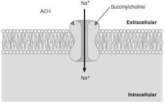 Actions of the depolarizing