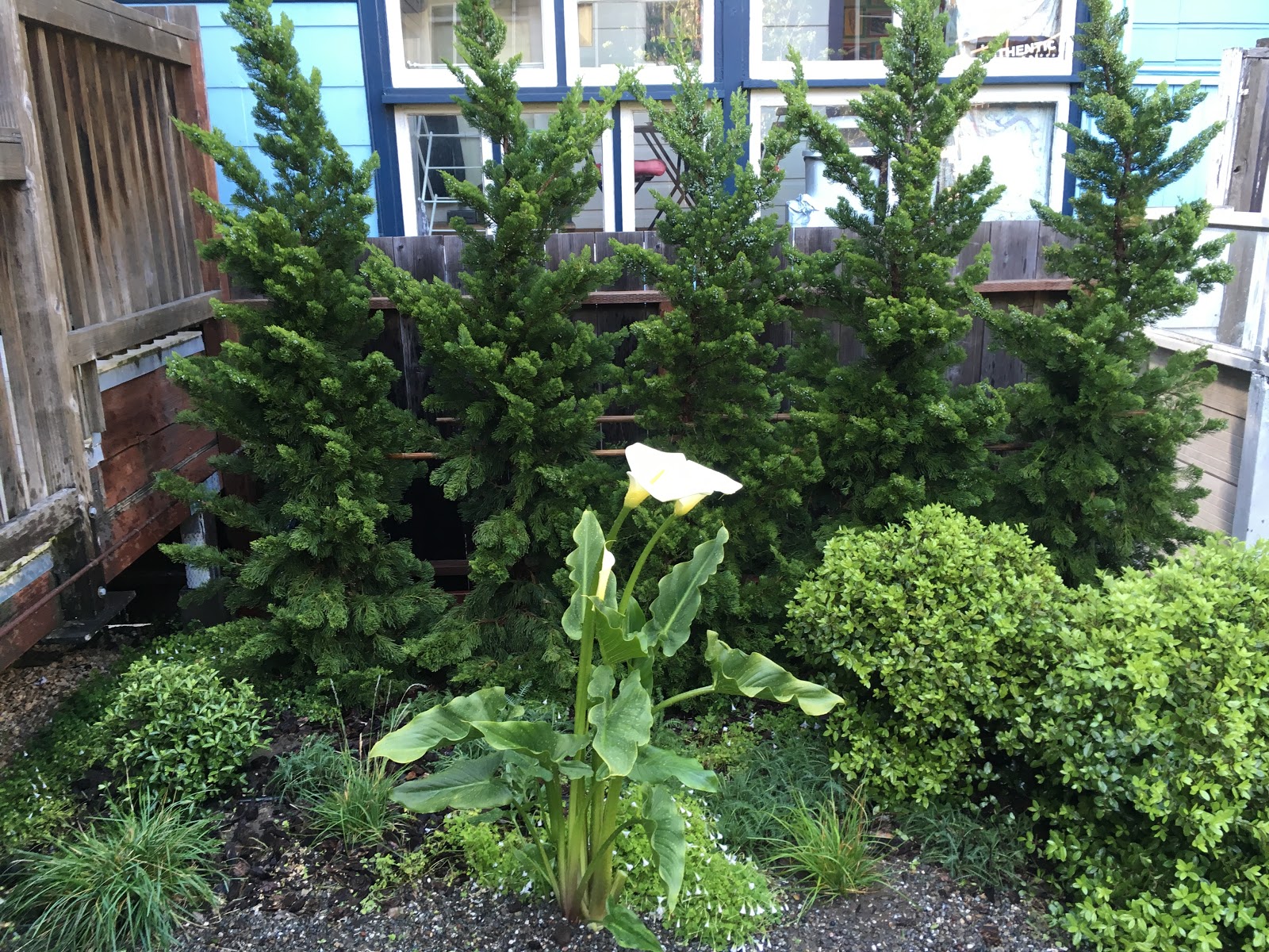 Future Plants By Randy Stewart Pittosporum