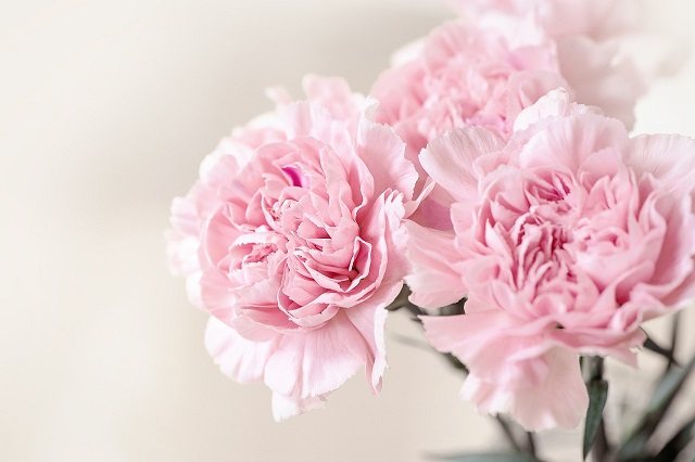 pink carnations