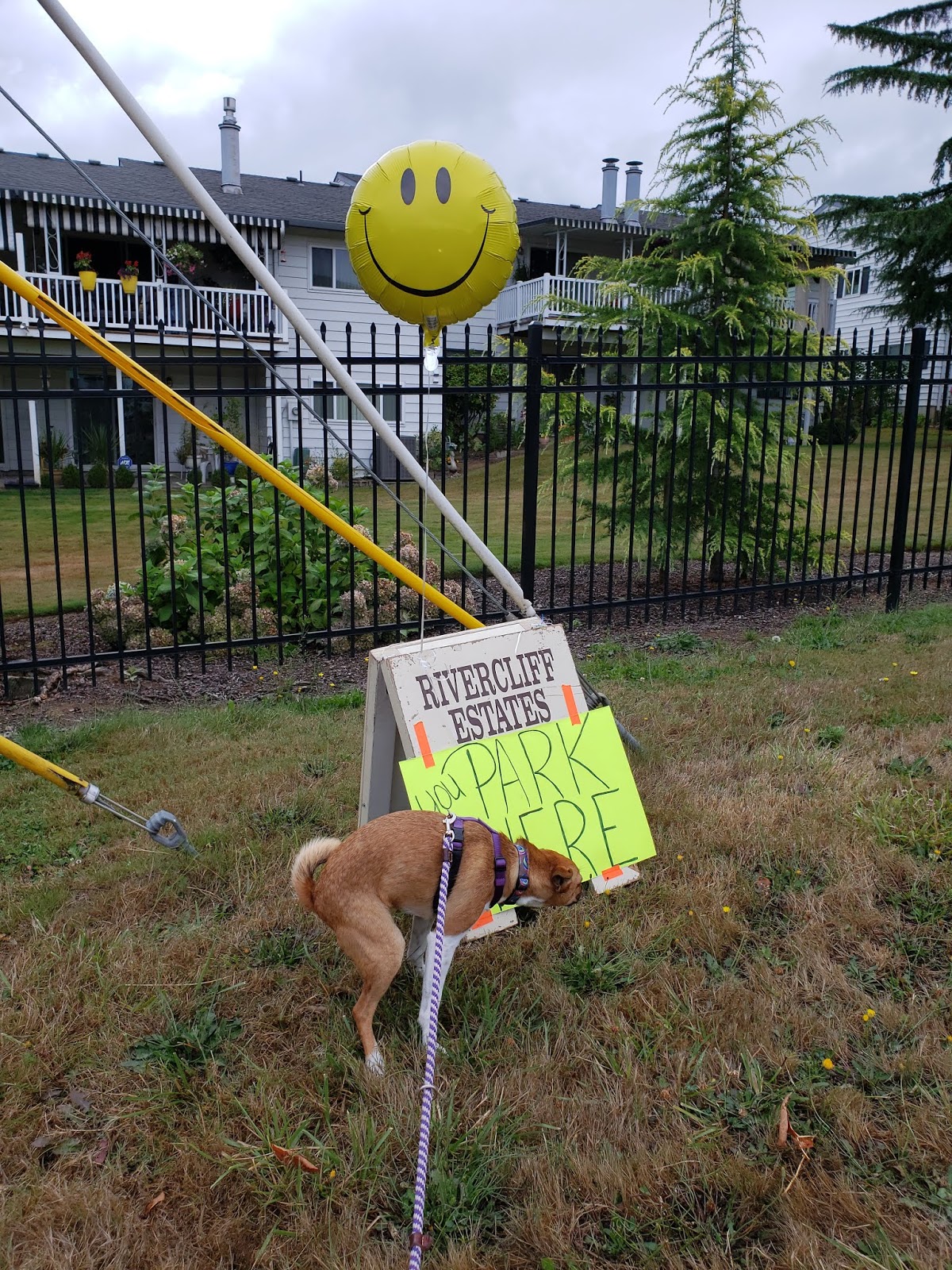 ZoePhee My Dog Won't Go POTTY! Potty Training the World's Most