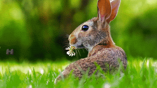 Beautiful Easter festival gif greetings images rabbit Easter eggs