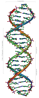 DNA molekülünün ikili sarmal yapısı