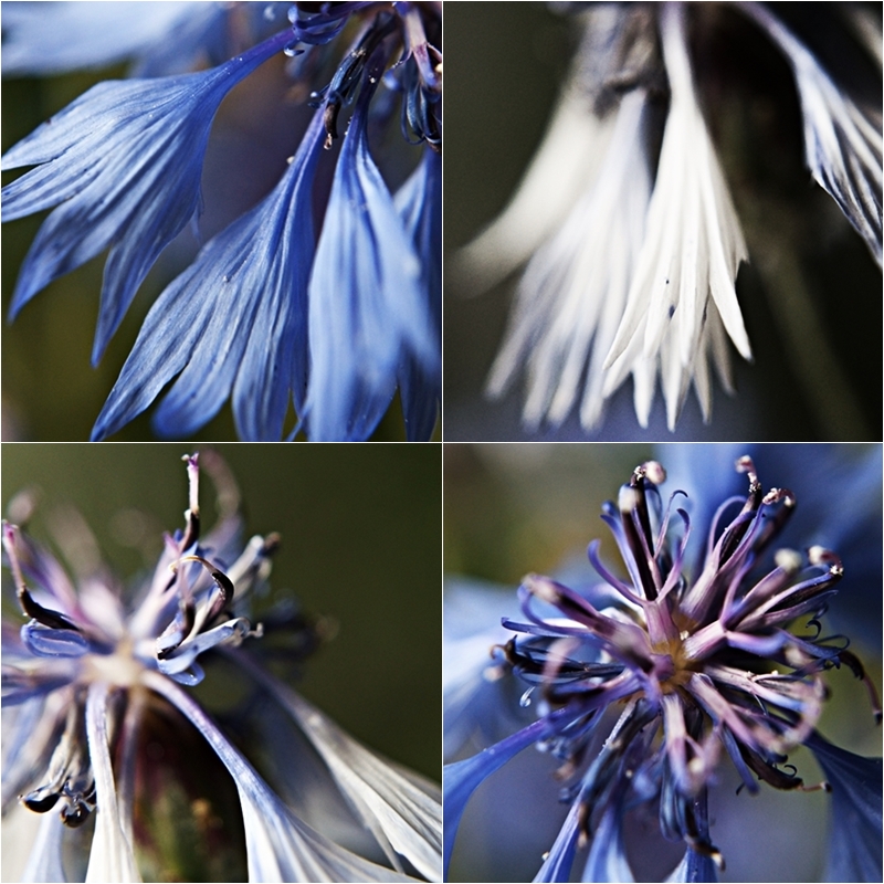 Blog + Fotografie by it's me! - Collage einer Kornblumenblüte