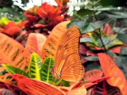 SERONOKNYA SAINS: PENYAMARAN HAIWAN