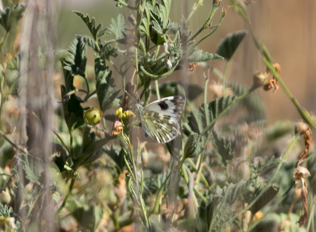 Bath White - Tenerife Bath White - Tenerife