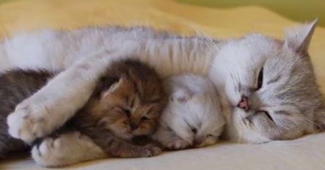 Memegang Anak Kucing yang Baru Lahir | Kucing Online