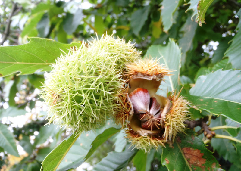 The Urbane Forager Sweet Chestnuts