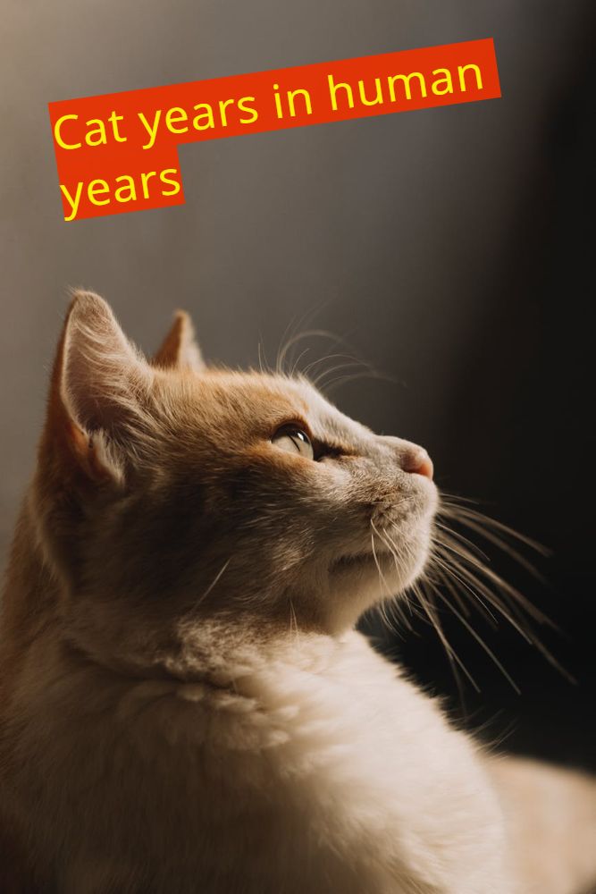 Cat years in human years Pets at Home
