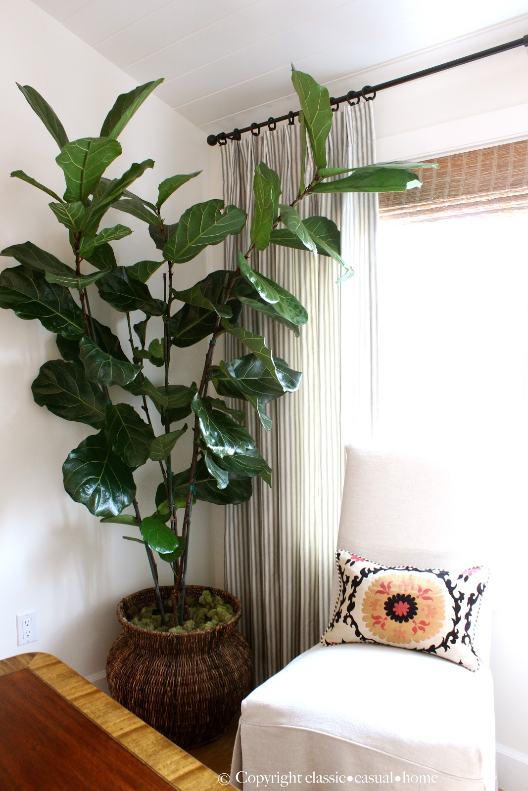 Six Easy Care Indoor Plant Ideas Classic Casual Home