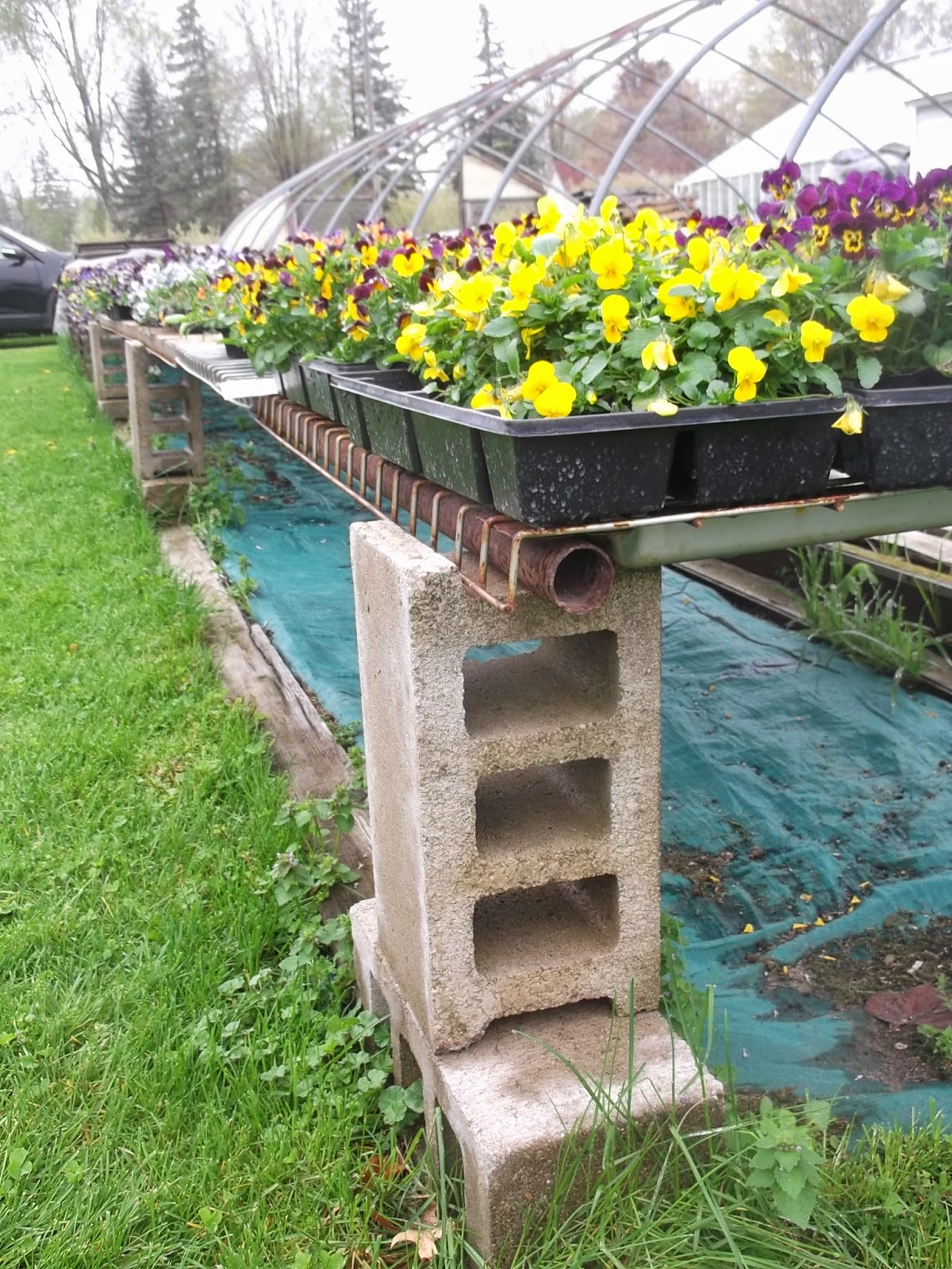 Eaton Rapids Joe Hastay's Greenhouse and Flower Shop small business