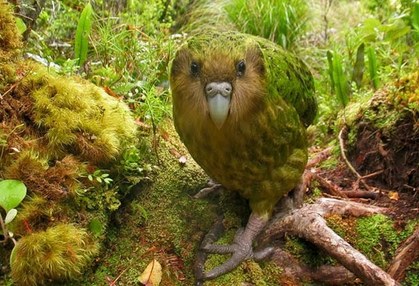 Kakapo are part of the weirdest animals in the world and they are actually parrots.