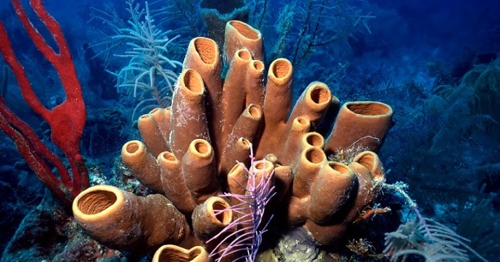 Bagaimana Sistem Pernapasan Porifera? | Belajar Sampai Mati