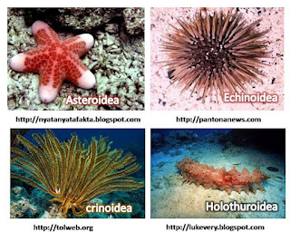95 Gambar Hewan Mollusca Beserta Namanya Terbaik