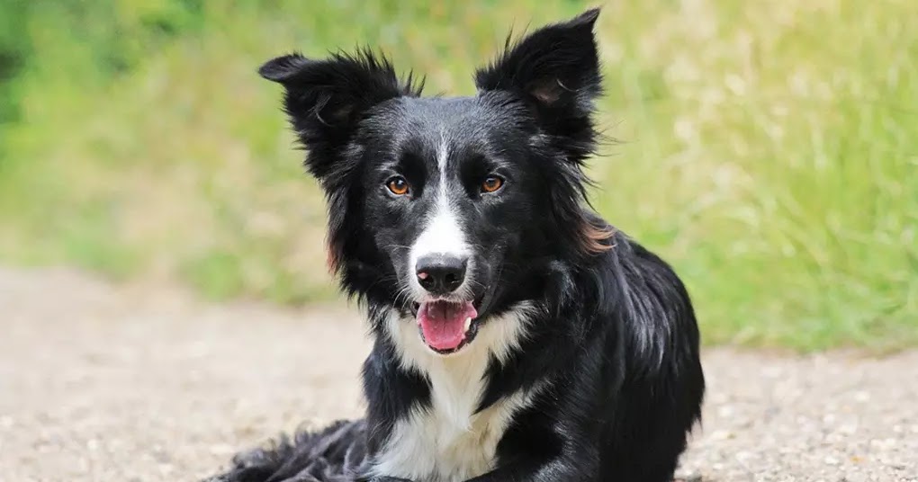 10 Most Beautiful MediumSized Dog Breeds The Buzz Land