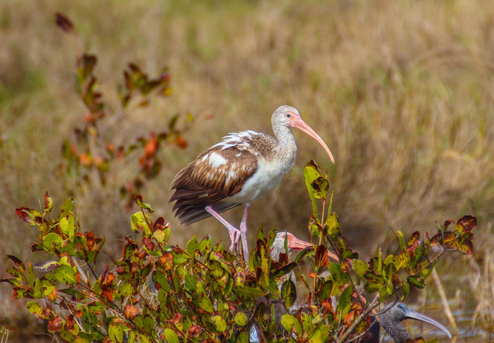 AMERICAN WHITE IBIS visual data 8