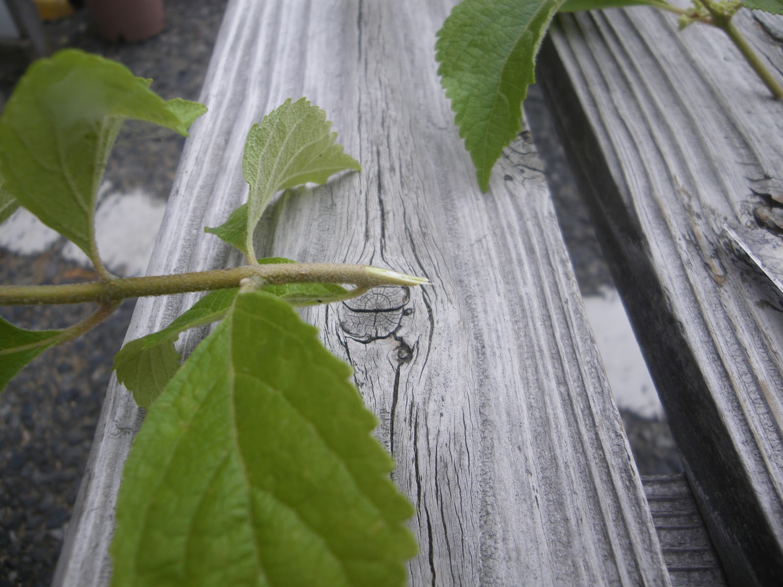 ムラサキシキブ 紫式部 を挿し木で増やす メダカの大工