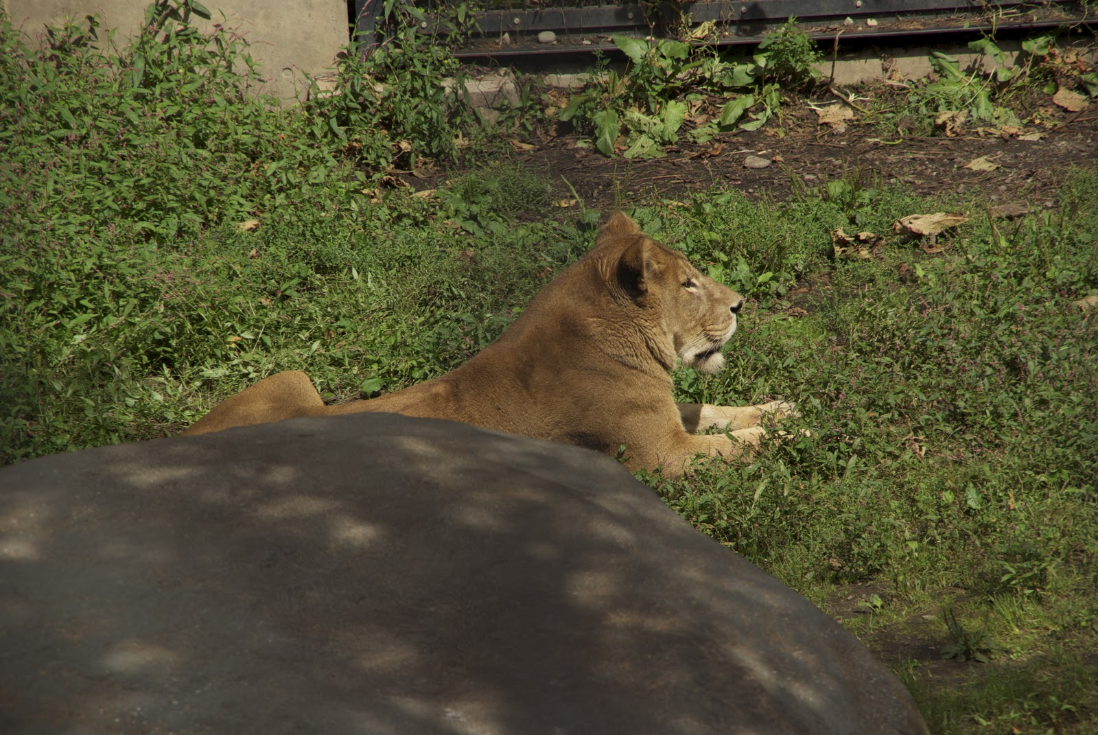 アストゥリアスの動植物 - アストゥリアスの動物相