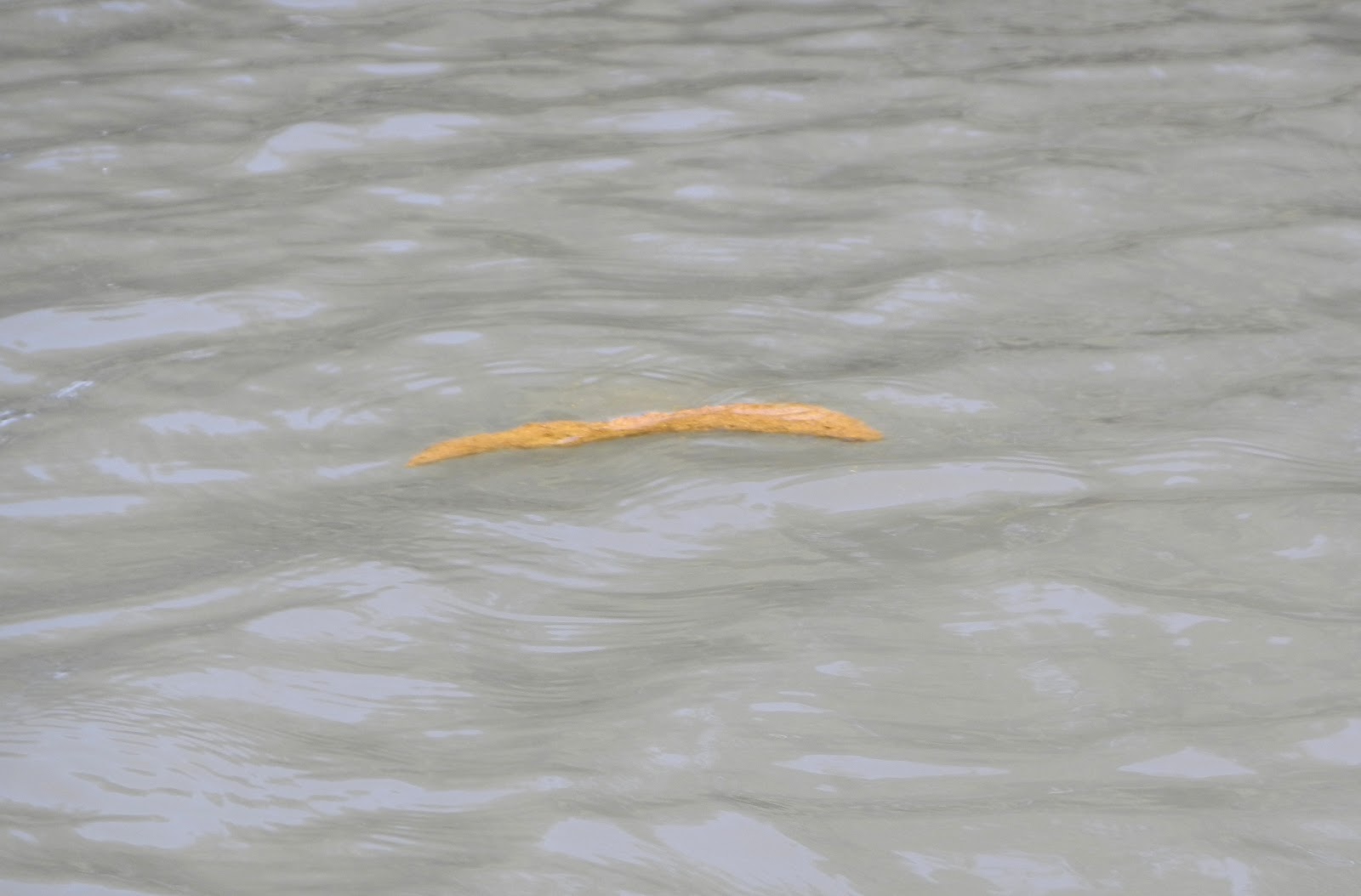 Tales From a Wandering Albatross: Kayaking with manatees