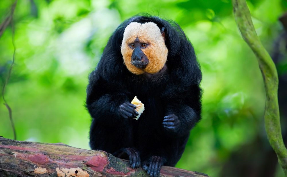 ANIMALEs EN LAs SOMBRAs.: Los 14 monos más raros del mundo.