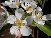 Apple Blossom