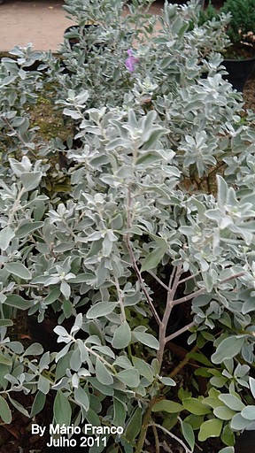 Meu Cantinho Verde: FOLHA-DE-PRATA - ( Leucophyllum frutescens )