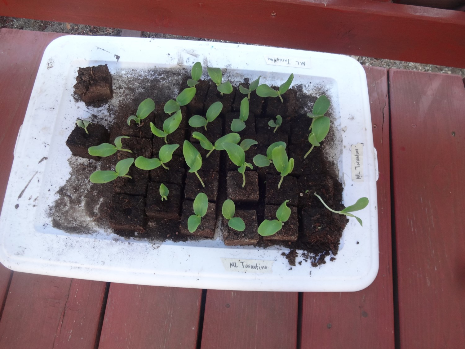 Semi Carosello Spuredda Tarantino - Melone Adzhur Prodotto In Italia - Foto 6