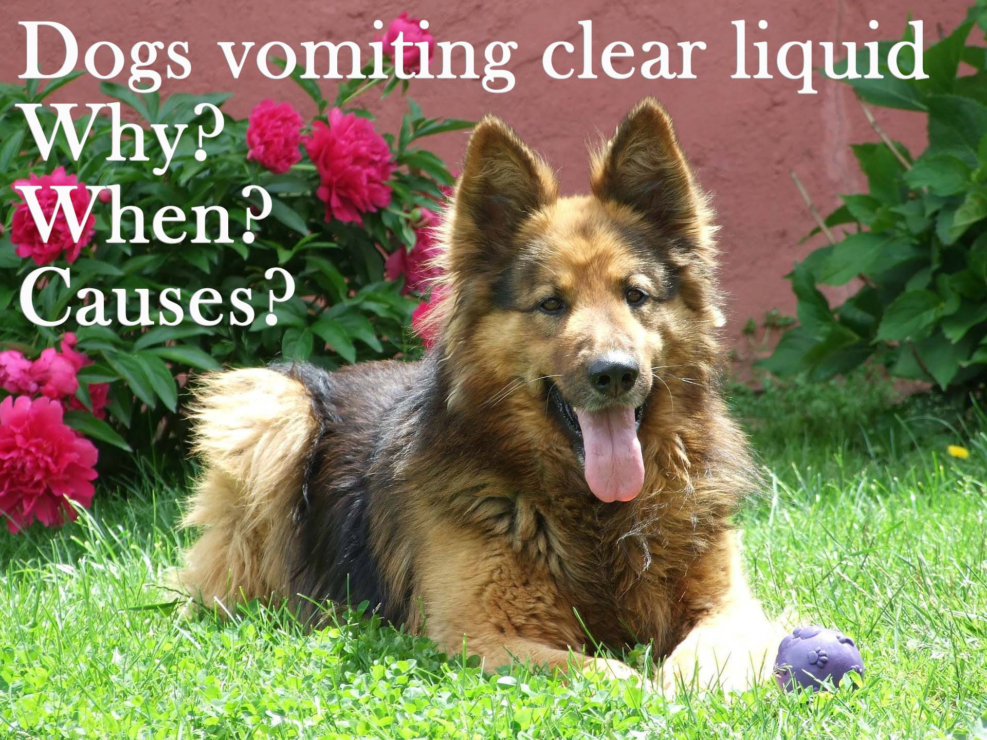 Dogs vomiting clear liquid. When and why? The Happy Puppers