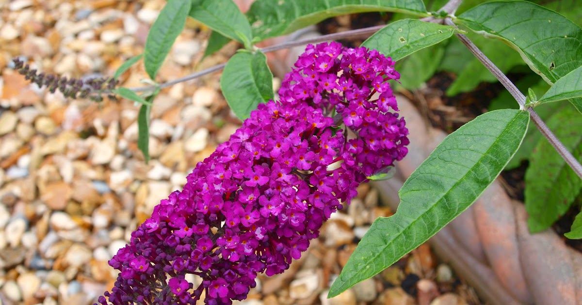 Earthworks St Peter Minnesota Growing Buddleia