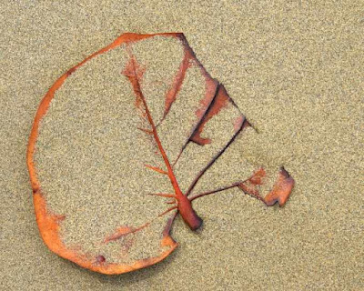 сушка листьев в песке