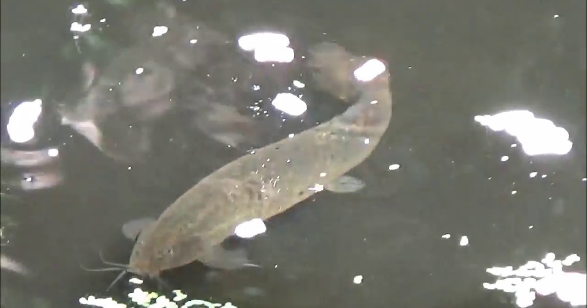 Pond Loach Fish Facts, Size, Lifespan, Care, Behavior