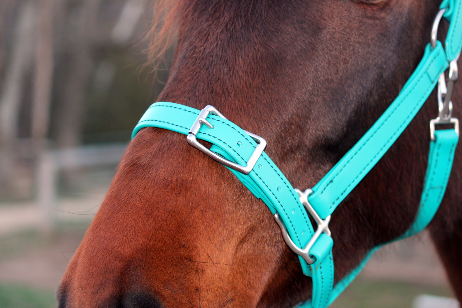 Trainwreck in Teal Tack Review Two Horse Tack Buckle Nose Halter
