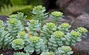 Herbs like rhodiola Herbs like rhodiola
