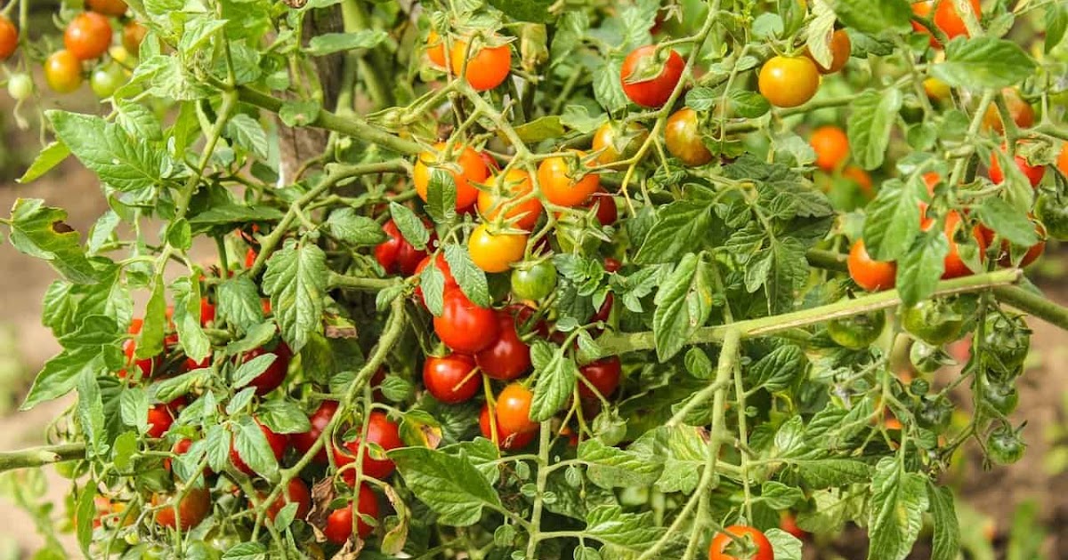 How to Top Tomatoes What to do When Tomato Plants Get Too Tall