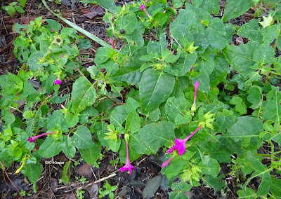 four o'clock, Mirabilis jalapa four o'clock, Mirabilis jalapa