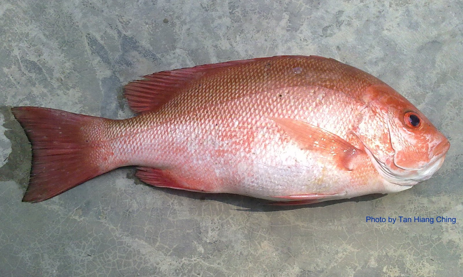 KENALI IKAN LAUT KITA: IKAN MERAH PUCAT (merah sepang)