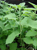 Did you know that catnip is a mosquito repellent 10x more effective than DEET?
