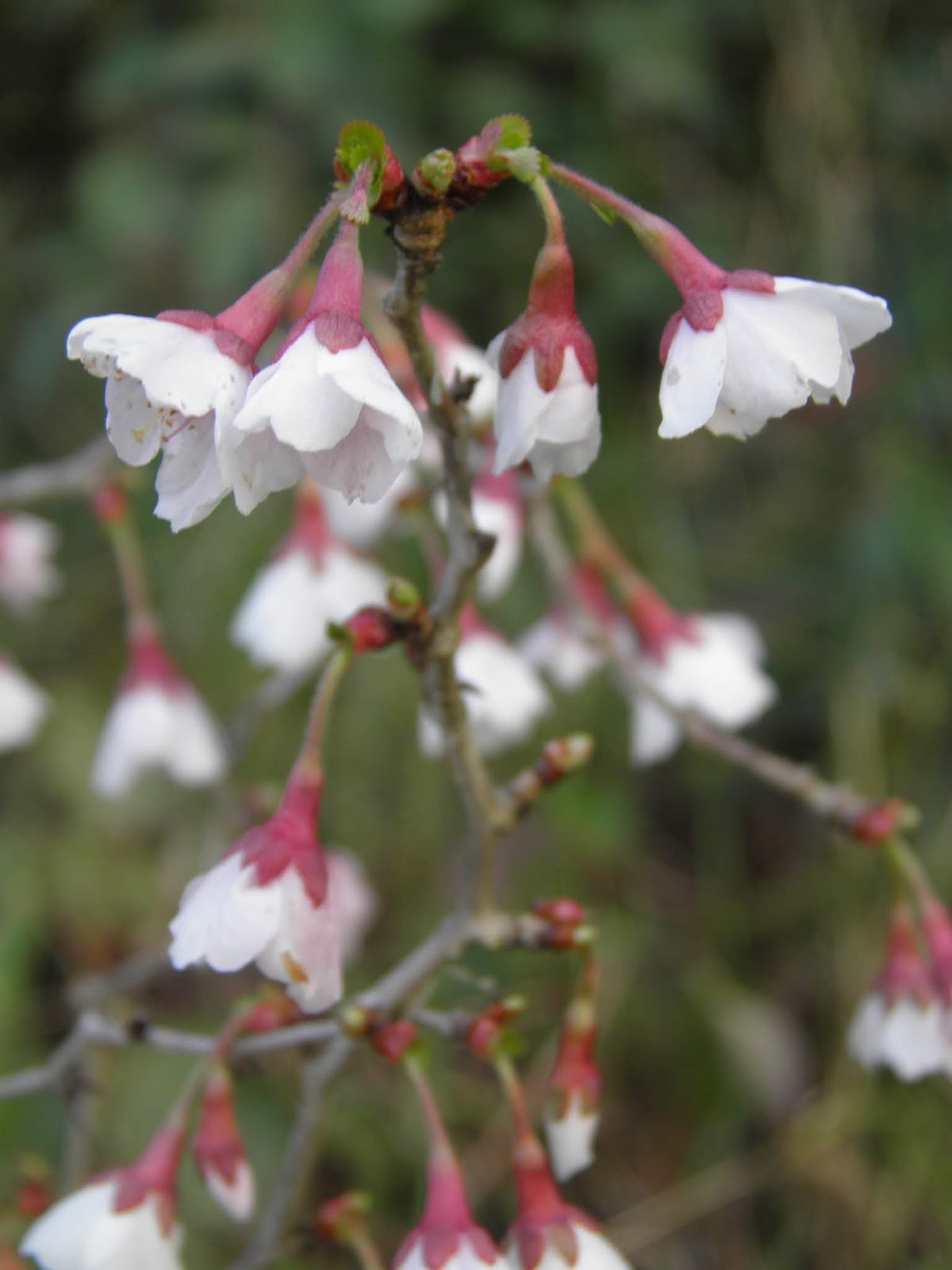 Mon Jardin Entre Terre Et Mer