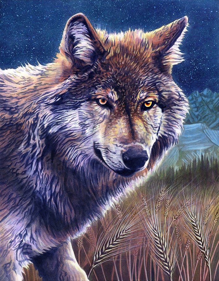 Alan Hawley Illustration: Wolf Acrylic Painting