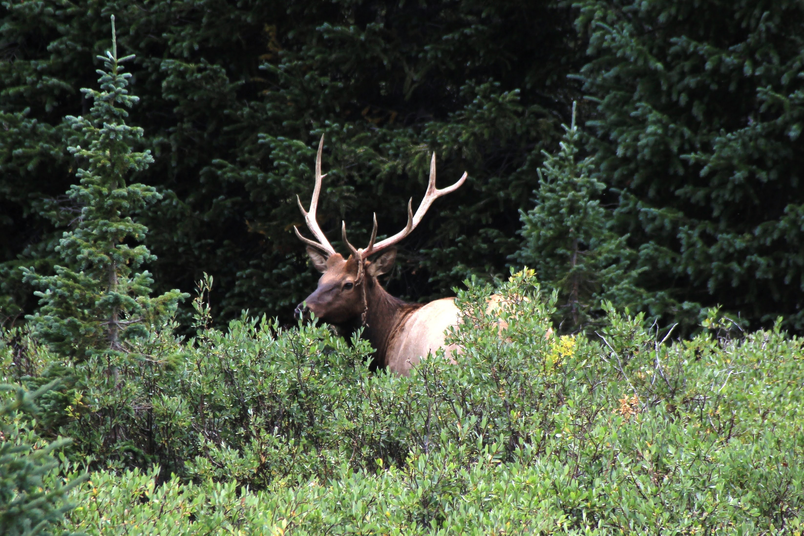 To Behold the Beauty Old Fall River Road