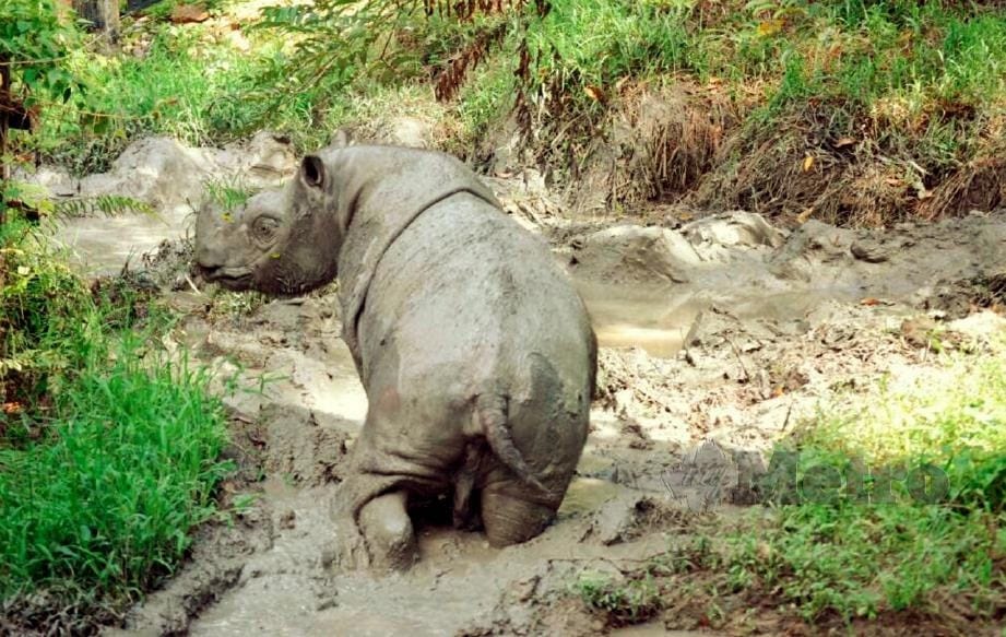 Spesis terakhir Badak Sumbu Sumatera jantan Dunia mati di Hutan Simpan