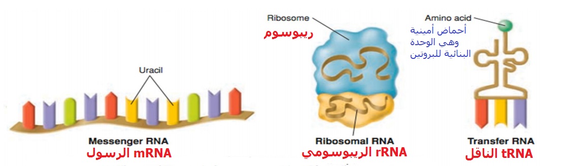 تعتمد معظم الصفات الانسان لون الشعر ولون العينين على البروتينات التي تصنعها الخلايا المكونة للجسم