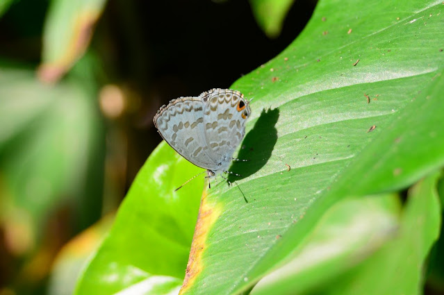 Catopyrops ancyra Catopyrops ancyra