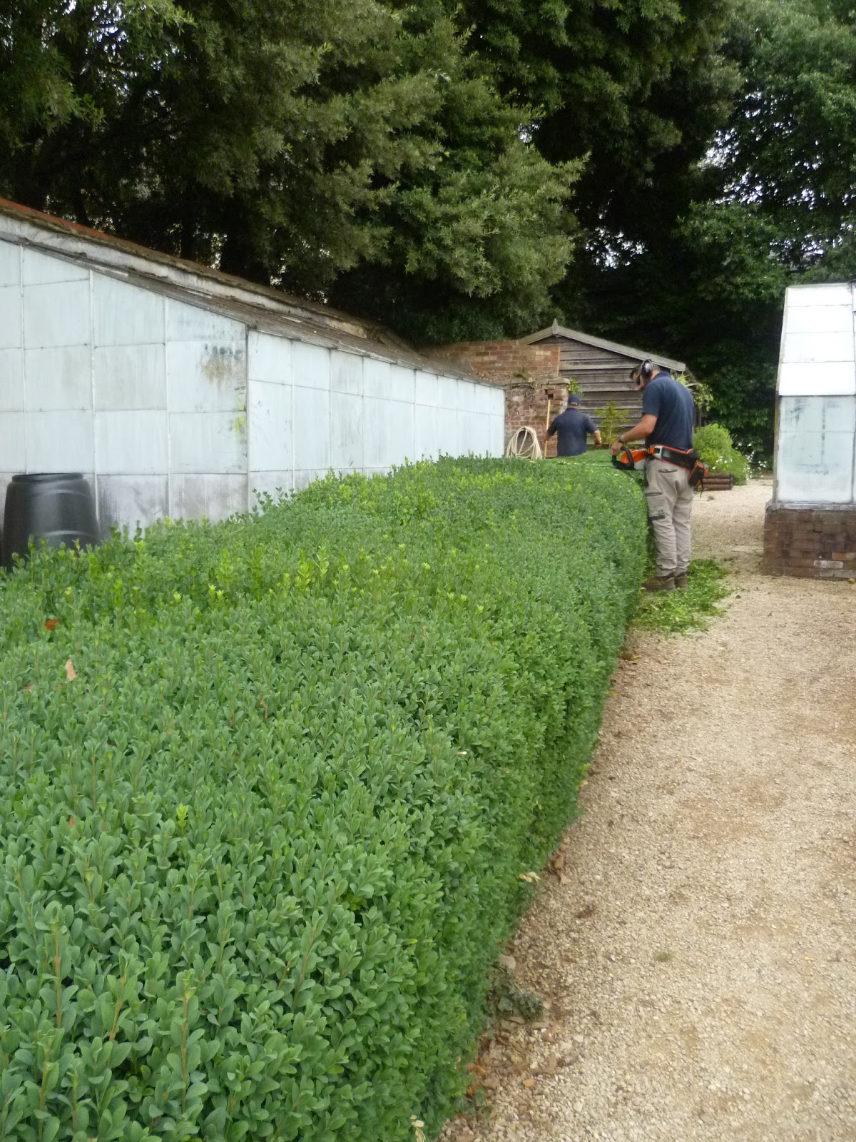 The Plant Hunter Boxwood Alternatives