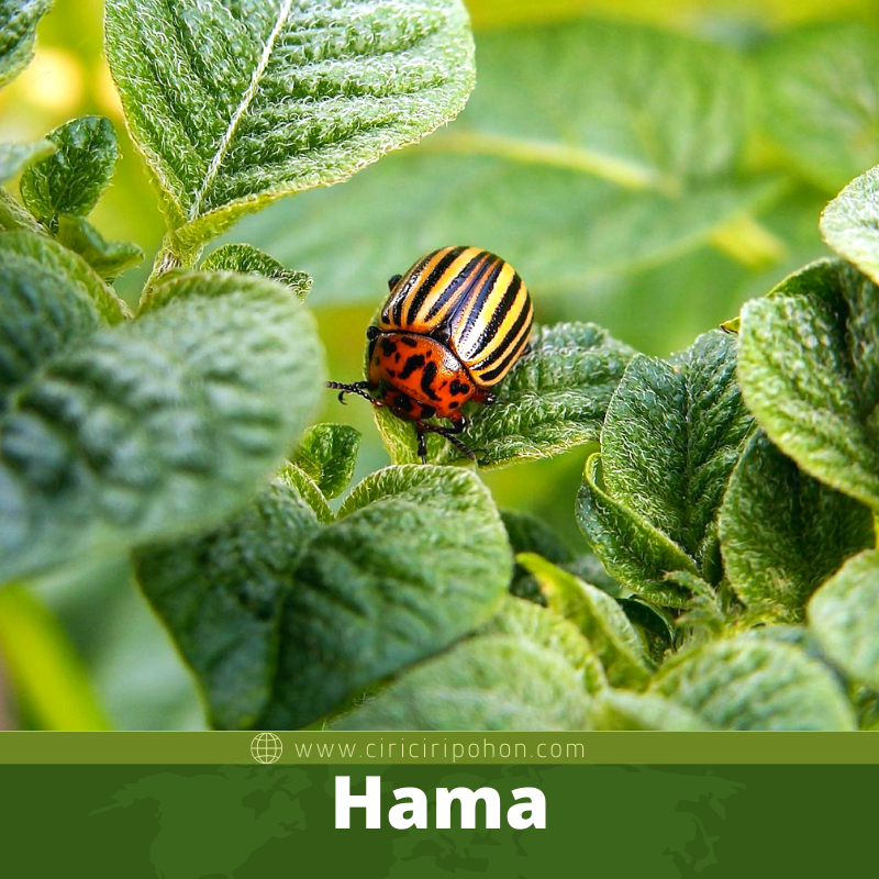 Hama