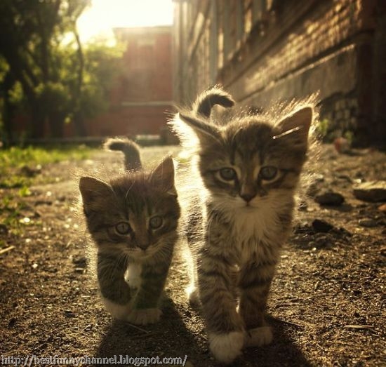 Beautiful kitties.