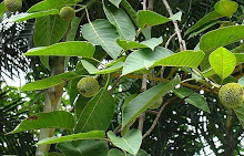 Trees of Arunachala